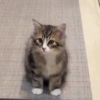 猫がキッチンに入れないよう『柵を設置したパパ』→『高さ』を見ると…まさかの光景が192万再生「パパ可愛いｗ」「なめてるねｗ」と大爆笑