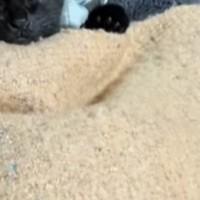 保護して数日目の子猫、寝ているところを見たら…ニヤけずにはいられない『尊い光景』が18万再生「思わず笑顔になったｗ」「やばい可愛い」