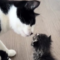 5匹のお兄ちゃん猫が『小さな子猫』と対面した結果……尊すぎる『リアクション』が13万再生「ただただ癒された」「動きも全部たまらん」