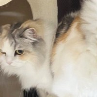 飼い主さんと遊びたい『ツンデレな猫』→『しっぽ』を見ると……尊すぎる瞬間に「可愛らしいｗ」「立派なモフモフシッポ」と反響
