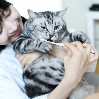 猫の歯にトラブルを招く『歯磨きの方法』3つ　逆効果になる理由や正しいケアのコツ