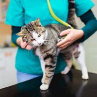 猫の『突然死』を招く4つの原因　年齢に関わらないリスクや起こさないための予防法