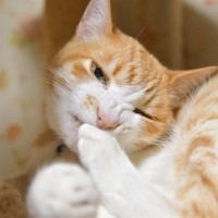 猫が『爪を噛んでいる』ときに考えられる理由3つ　行動が持つ意味から注意すべきケースまで