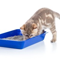 猫が『トイレの砂』を食べようとする理由3つ　体に悪影響はあるの？防ぐための対策方法も