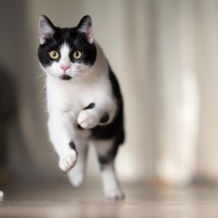 猫が急に『全力で走り出す』ときの理由5つ　どんな意味があるの？思わぬ事故を防ぐ対処法も