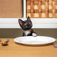 猫からあなたに『頼みごとがある』ときのサイン5つ　要求を見分けるコツや適切な対処法も解説