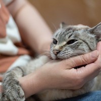 猫があなたに『甘噛み』してきたときの理由5つ　止めさせるコツや適切な対処法も解説