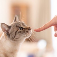 猫が相手によって『態度を使い分ける』理由5つ　なぜ違いがあるの？距離を縮める接し方まで