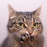 猫が飼い主を『からかっている』ときにみせるサイン4つ　ちょっかいを出す心理や接し方のポイント