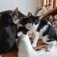 猫を救う『寄付先』を選ぶときのポイント5つ　信頼できる団体の見分け方から支援の方法まで