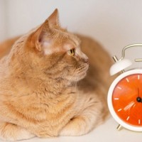 猫の『体内時計』がズレない理由4つ　規則正しい習慣の秘密や生活リズムを合わせるコツ