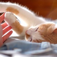 猫から『忘れられやすい人』に当てはまる特徴4選　印象が薄くなる理由や記憶してもらう方法まで
