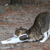 猫が『おしりを高く上げる』ときの理由5つ　気持ちの見分け方や上手な対処法も解説