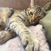 猫の手が『クロス』しているときの理由4つ　隠されている心理や組む位置で異なる意味まで