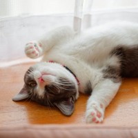 『ポジティブな性格の猫』が持っている特徴3つ　飼いやすさにつながる理由やメリットをご紹介