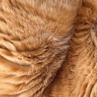 爪とぎベッドの中で『丸まっていたネコ』を見ると…完璧すぎる『驚きの瞬間』に「うっとりするくらい美しい」「見事なアンモニャイト」と絶賛