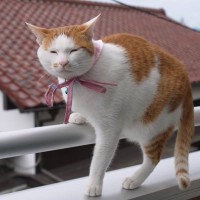猫の『家出リスク』を高めるNG環境5つ　見落としがちなポイントや脱走を防ぐ改善策