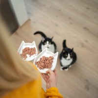 猫の多頭飼いで起こりやすい『食事のトラブル』3つ　注意が必要なポイントや対処法を解説