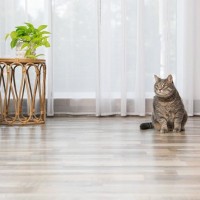 『猫を飼っている家』を訪問するときのマナー3つ　気遣うべき配慮や避けるべきNG行為まで