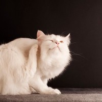 猫と暮らす家で『ノミ』を見つけたときの対処法4つ　室内飼いでも警戒すべき理由や駆除する方法