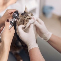 猫が『難聴』になってしまう原因4つ　見分けるためのポイントや飼い主にできること