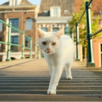 「ガス爆発事故」が愛猫の性格を180度変えた！　いまでは放浪好きな人気猫に　英国