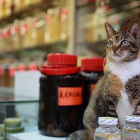 薬局の「看板猫」が行方不明に！　翌朝になって無事発見される→警察が宿泊施設にいた女性を事情聴取　香港
