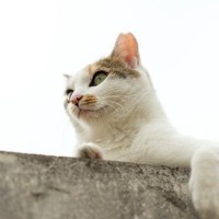 高架下に貼りついて動けなくなった猫　市民が見守る中で深夜の救出活動が大成功　インド