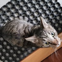 新居に引っ越した家族が見つけたのは、玄関前でじっと待つ猫　その秘密は一体…？