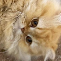 甘えん坊の猫→足元までやってくると……可愛すぎる『あざといポーズ』に「は、鼻血が」「撫でるしかない」と悶絶する人が続出