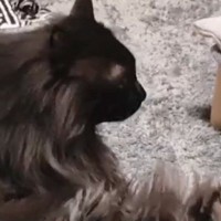 『足を伸ばして座っている猫』を見ていたら…突然すぎる『電池切れの瞬間』に「スイッチ切れたｗ」「カワイイｗ」と笑顔になる人が続出
