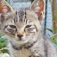 厳しめの表情をしていた『野良の子猫』を家に迎えて『１０年』…可愛すぎる『ビフォーアフター』に反響「貫禄がｗ」「幸せが伝わってくる」