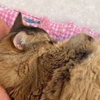 ソファでお昼寝していた猫が『エビフライそっくり』だと話題に…まさかの光景が可愛すぎると１万いいね「すごいｗｗ」「カラッと揚がってるｗ」