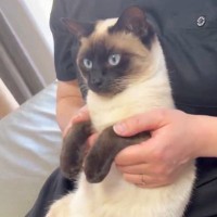 膝の上に座るネコの『おてて』で遊んでいると……思わず笑ってしまう『かわいい反応』に反響「されるがままｗ」「良い焦げ具合」