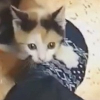 今じゃ『抱っこ』もさせてもらえないけど…子猫時代の『可愛すぎる行動』に癒される人が続出「登頂成功にゃｗ」「存在自体が尊い」と10万表示