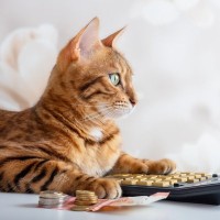 猫の寿命を短くする『危険な節約術』4選　健康へ与える悪影響や起こりうるトラブル