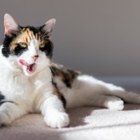 猫の『老化が進行』しているサイン5つ　体に表れる変化やシニア期に必要な準備まで