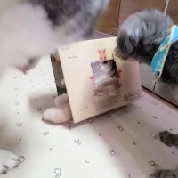 子猫に『穴を開けた段ボール箱』をあげたら、『先輩犬』たちが……まさかの展開が22万再生「わちゃわちゃが凄いｗ」「最高に癒された」