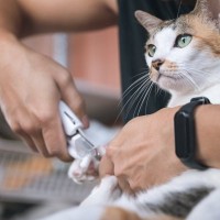 猫が健康を損なう『危ないお手入れ方法』5選　NGである理由や適切な方法も解説
