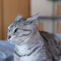 猫の『耳の向き』から気持ちが読み取れる？4つの状態別の意味や正しく見分けるコツ