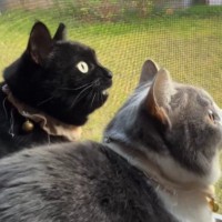 2匹の猫が鳥を見つけて鳴きはじめた結果…『まさかのやり取り』が113万再生「2度見が可愛すぎる」「引いてる感じがたまらんｗ」と大反響