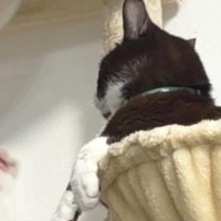 『何もしていない同居猫』に対して…もう1匹の猫が見せた『泣けるほど可愛い行動』に「前世はきっとレッサーパンダ」「弱そうｗ」と１万いいね