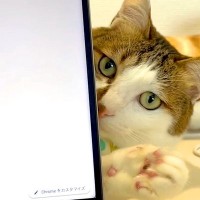 パソコンで作業中、猫が気を引こうとして…思わず許してしまう『妨害行為』が29万再生「ギリギリを分かってて攻める」「一緒にいたいんだよね」