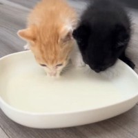 2匹の保護子猫が初めて家に来た日→『ミルク』をあげると…『尊い光景』に癒される人が続出「真っ白だねｗ」「すくすく育ってね」