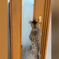 扉を開けようとする『2匹の猫』→ドアノブを触ると……『開け方の違い』が面白いと26万再生「人間みたいにｗ」「驚いた」と反響