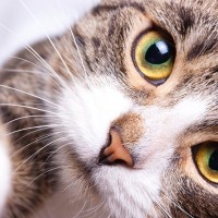 猫があなたのことを『呼んでいる』サイン4選　考えられる心理や応え方のコツも解説