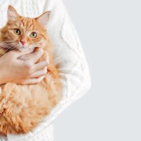 猫を『抱っこ好き』に育てるためのコツ4つ　避けるべき行為や正しい抱き方までご紹介