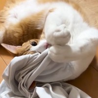 猫がお兄ちゃんの『汗臭いTシャツ』を嗅いだ結果…ママ困惑の『とんでもない光景』が46万再生「マタタビ超えたｗ」「きっと野生の匂いｗ」
