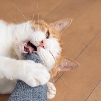 猫があなたの『足を噛んでくる』ときの理由5つ　なぜ狙ってくるの？正しい対処法まで解説