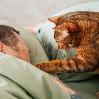 猫があなたを『大きな猫』だと思っていそうな行動4選　仲間だと認識しているの？考えられる心理まで